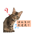 ジジテトの日常使いには少し難ありシリーズ（個別スタンプ：3）