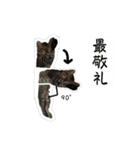 ジジテトの日常使いには少し難ありシリーズ（個別スタンプ：7）