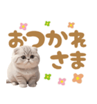 スコティッシュ猫 可愛いく使えるデカ文字（個別スタンプ：10）