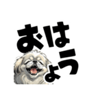 毎日使える可愛い白ペキニーズでか文字（個別スタンプ：6）