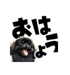 毎日使える可愛い黒ペキニーズでか文字（個別スタンプ：6）