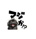 毎日使える可愛い黒ペキニーズでか文字（個別スタンプ：13）