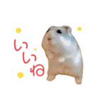 ブルーサファイアハムスターのスタンプ（個別スタンプ：3）