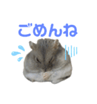 ブルーサファイアハムスターのスタンプ（個別スタンプ：20）