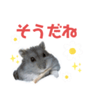 ブルーサファイアハムスターのスタンプ（個別スタンプ：22）