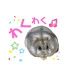 ブルーサファイアハムスターのスタンプ（個別スタンプ：24）