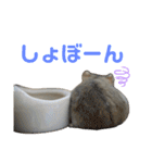 ブルーサファイアハムスターのスタンプ（個別スタンプ：31）