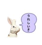 無表情な兎と猫（個別スタンプ：8）