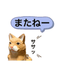 無表情な兎と猫（個別スタンプ：10）