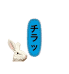 無表情な兎と猫（個別スタンプ：11）