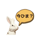 無表情な兎と猫（個別スタンプ：12）