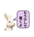 無表情な兎と猫（個別スタンプ：15）