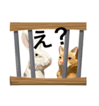 無表情な兎と猫（個別スタンプ：17）
