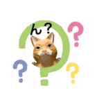 無表情な兎と猫（個別スタンプ：18）