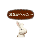 無表情な兎と猫（個別スタンプ：25）