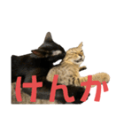 お酒とネコ好きな日常会話 8（個別スタンプ：7）