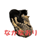 お酒とネコ好きな日常会話 8（個別スタンプ：8）