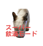 お酒とネコ好きな日常会話 8（個別スタンプ：21）