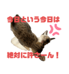 お酒とネコ好きな日常会話 8（個別スタンプ：29）