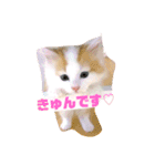 癒し猫シフォンのリラックスタンプ（個別スタンプ：1）