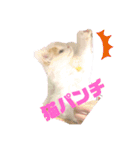 癒し猫シフォンのリラックスタンプ（個別スタンプ：2）
