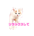 癒し猫シフォンのリラックスタンプ（個別スタンプ：3）