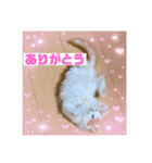 癒し猫シフォンのリラックスタンプ（個別スタンプ：4）