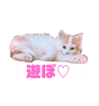 癒し猫シフォンのリラックスタンプ（個別スタンプ：6）
