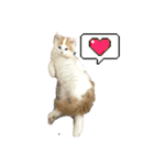 癒し猫シフォンのリラックスタンプ（個別スタンプ：7）