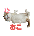癒し猫シフォンのリラックスタンプ（個別スタンプ：8）