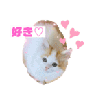 癒し猫シフォンのリラックスタンプ（個別スタンプ：9）