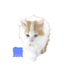 癒し猫シフォンのリラックスタンプ（個別スタンプ：10）