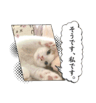 癒し猫シフォンのリラックスタンプ（個別スタンプ：11）