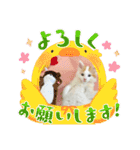 癒し猫シフォンのリラックスタンプ（個別スタンプ：12）