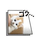 癒し猫シフォンのリラックスタンプ（個別スタンプ：13）