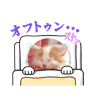 癒し猫シフォンのリラックスタンプ（個別スタンプ：14）