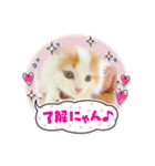 癒し猫シフォンのリラックスタンプ（個別スタンプ：16）