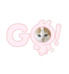 癒し猫シフォンのリラックスタンプ（個別スタンプ：17）