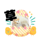 癒し猫シフォンのリラックスタンプ（個別スタンプ：19）