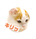 癒し猫シフォンのリラックスタンプ（個別スタンプ：20）