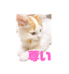 癒し猫シフォンのリラックスタンプ（個別スタンプ：22）