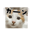 癒し猫シフォンのリラックスタンプ（個別スタンプ：23）