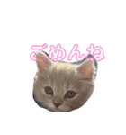 はおたん⭐️（個別スタンプ：9）