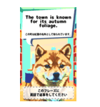 観光案内で使える英会話柴犬スタンプ（個別スタンプ：21）