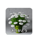 観葉植物で一言（個別スタンプ：1）