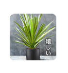 観葉植物で一言（個別スタンプ：3）