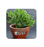 観葉植物で一言（個別スタンプ：4）