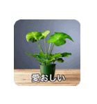 観葉植物で一言（個別スタンプ：7）