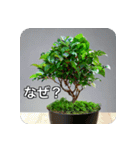 観葉植物で一言（個別スタンプ：8）