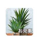 観葉植物で一言（個別スタンプ：9）